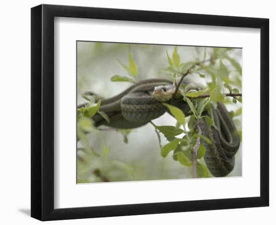 Eastern Garter Snakes mating, Ottawa National Wildlife Refuge, Ohio-Maresa Pryor-Framed Photographic Print