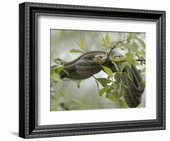 Eastern Garter Snakes mating, Ottawa National Wildlife Refuge, Ohio-Maresa Pryor-Framed Photographic Print