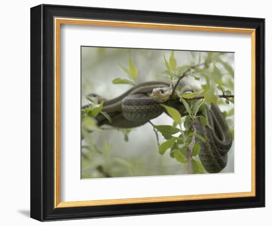 Eastern Garter Snakes mating, Ottawa National Wildlife Refuge, Ohio-Maresa Pryor-Framed Photographic Print