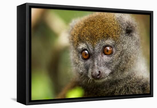 Eastern Gray Bamboo Lemur, Madagascar-Paul Souders-Framed Premier Image Canvas