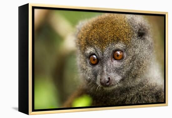 Eastern Gray Bamboo Lemur, Madagascar-Paul Souders-Framed Premier Image Canvas