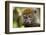 Eastern Gray Bamboo Lemur, Madagascar-Paul Souders-Framed Photographic Print