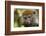 Eastern Gray Bamboo Lemur, Madagascar-Paul Souders-Framed Photographic Print