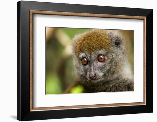 Eastern Gray Bamboo Lemur, Madagascar-Paul Souders-Framed Photographic Print