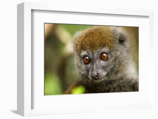 Eastern Gray Bamboo Lemur, Madagascar-Paul Souders-Framed Photographic Print