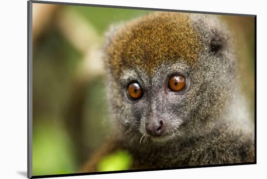 Eastern Gray Bamboo Lemur, Madagascar-Paul Souders-Mounted Photographic Print