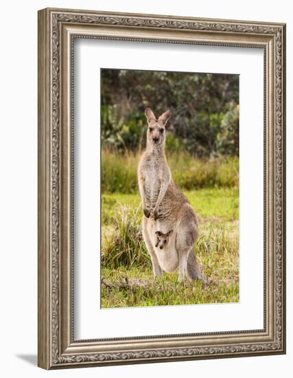 Eastern Gray Kangaroo female with joey in pouch, Australia-Mark A Johnson-Framed Photographic Print