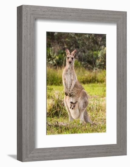 Eastern Gray Kangaroo female with joey in pouch, Australia-Mark A Johnson-Framed Photographic Print