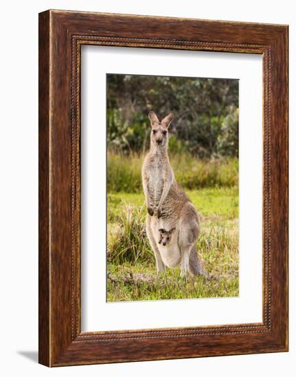 Eastern Gray Kangaroo female with joey in pouch, Australia-Mark A Johnson-Framed Photographic Print