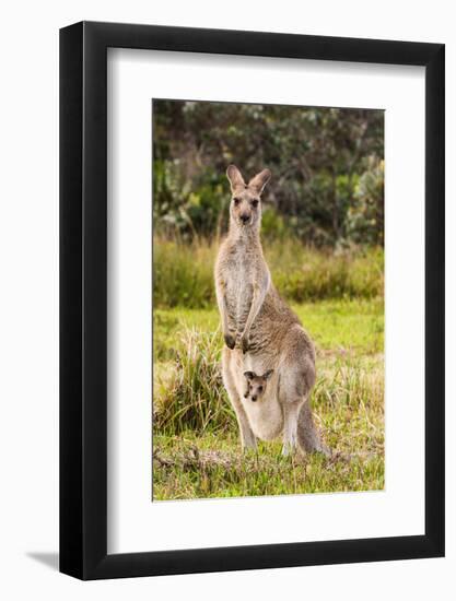 Eastern Gray Kangaroo female with joey in pouch, Australia-Mark A Johnson-Framed Photographic Print