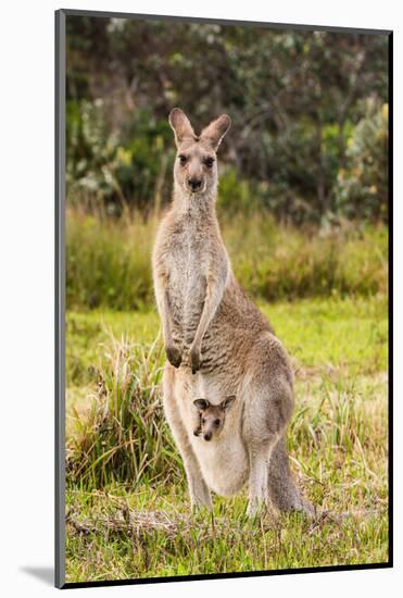Eastern Gray Kangaroo female with joey in pouch, Australia-Mark A Johnson-Mounted Photographic Print