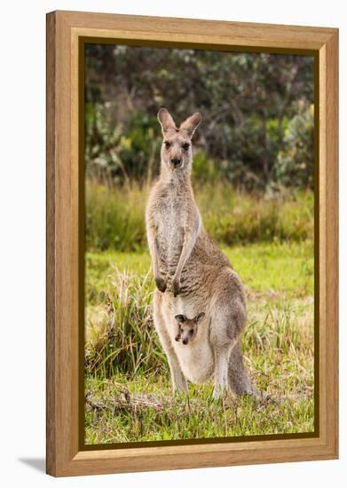 Eastern Gray Kangaroo female with joey in pouch, Australia-Mark A Johnson-Framed Premier Image Canvas