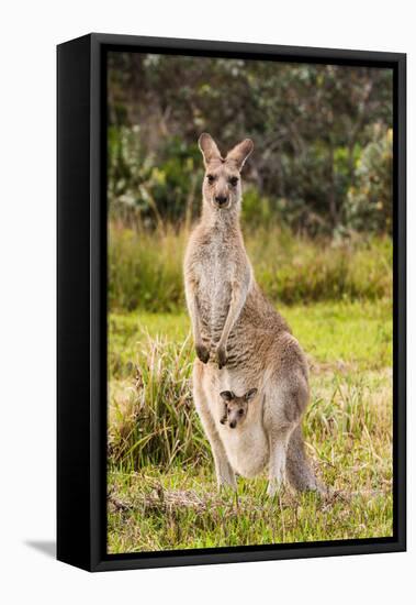 Eastern Gray Kangaroo female with joey in pouch, Australia-Mark A Johnson-Framed Premier Image Canvas