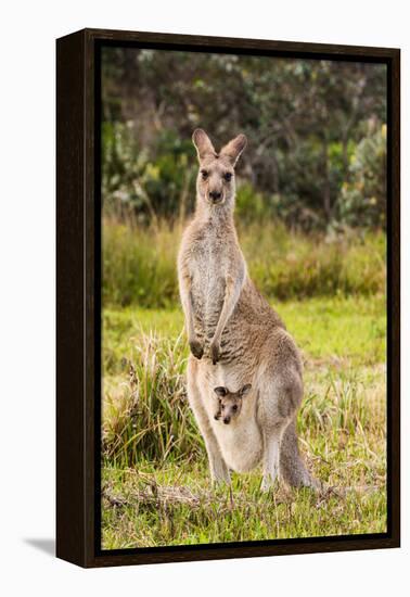 Eastern Gray Kangaroo female with joey in pouch, Australia-Mark A Johnson-Framed Premier Image Canvas