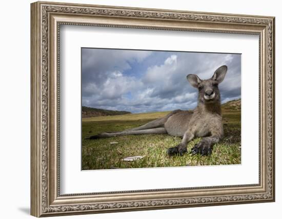 Eastern Gray Kangaroo in Murramarang National Park-Paul Souders-Framed Photographic Print