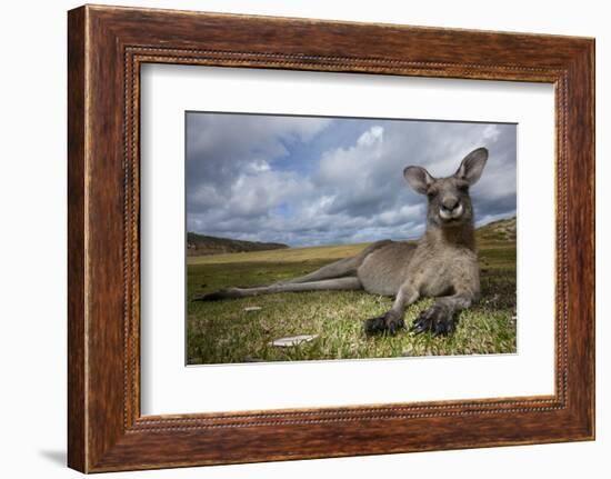 Eastern Gray Kangaroo in Murramarang National Park-Paul Souders-Framed Photographic Print