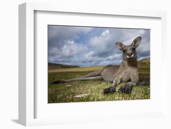 Eastern Gray Kangaroo in Murramarang National Park-Paul Souders-Framed Photographic Print