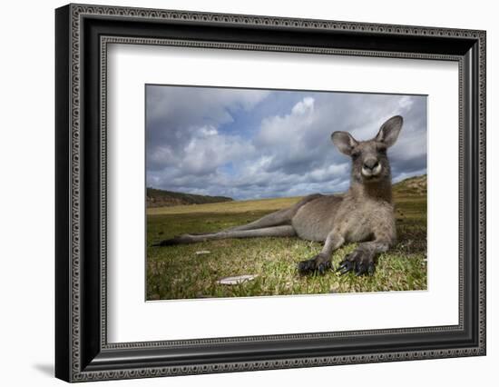 Eastern Gray Kangaroo in Murramarang National Park-Paul Souders-Framed Photographic Print