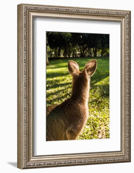 Eastern Gray Kangaroo, Queensland, Australia-Mark A Johnson-Framed Photographic Print