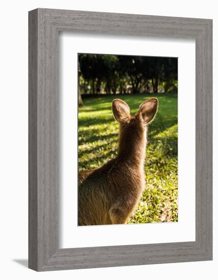 Eastern Gray Kangaroo, Queensland, Australia-Mark A Johnson-Framed Photographic Print