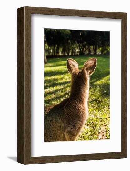 Eastern Gray Kangaroo, Queensland, Australia-Mark A Johnson-Framed Photographic Print