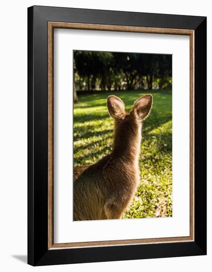 Eastern Gray Kangaroo, Queensland, Australia-Mark A Johnson-Framed Photographic Print