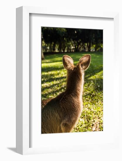 Eastern Gray Kangaroo, Queensland, Australia-Mark A Johnson-Framed Photographic Print