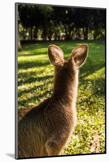 Eastern Gray Kangaroo, Queensland, Australia-Mark A Johnson-Mounted Photographic Print