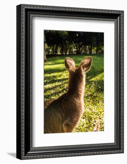 Eastern Gray Kangaroo, Queensland, Australia-Mark A Johnson-Framed Photographic Print