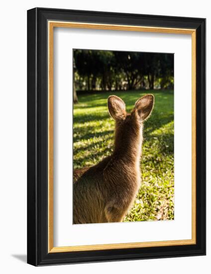 Eastern Gray Kangaroo, Queensland, Australia-Mark A Johnson-Framed Photographic Print