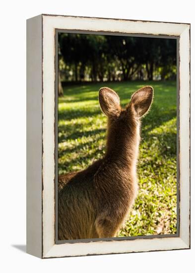 Eastern Gray Kangaroo, Queensland, Australia-Mark A Johnson-Framed Premier Image Canvas