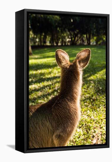 Eastern Gray Kangaroo, Queensland, Australia-Mark A Johnson-Framed Premier Image Canvas