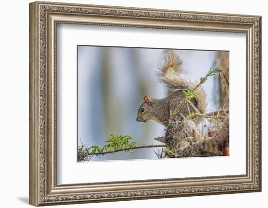 Eastern gray squirrel, Florida-Adam Jones-Framed Photographic Print