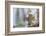 Eastern gray squirrel, Florida-Adam Jones-Framed Photographic Print