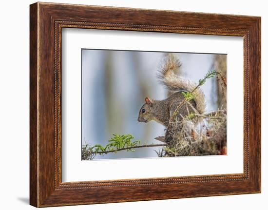 Eastern gray squirrel, Florida-Adam Jones-Framed Photographic Print