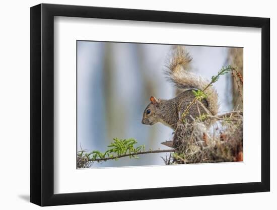 Eastern gray squirrel, Florida-Adam Jones-Framed Photographic Print