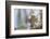 Eastern gray squirrel, Florida-Adam Jones-Framed Photographic Print