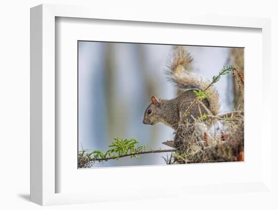 Eastern gray squirrel, Florida-Adam Jones-Framed Photographic Print