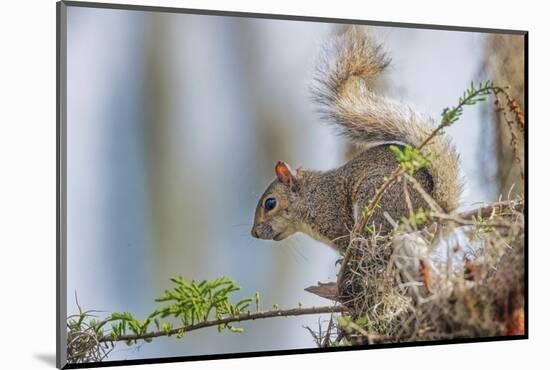 Eastern gray squirrel, Florida-Adam Jones-Mounted Photographic Print