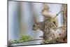 Eastern gray squirrel, Florida-Adam Jones-Mounted Photographic Print