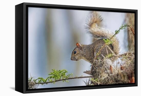 Eastern gray squirrel, Florida-Adam Jones-Framed Premier Image Canvas