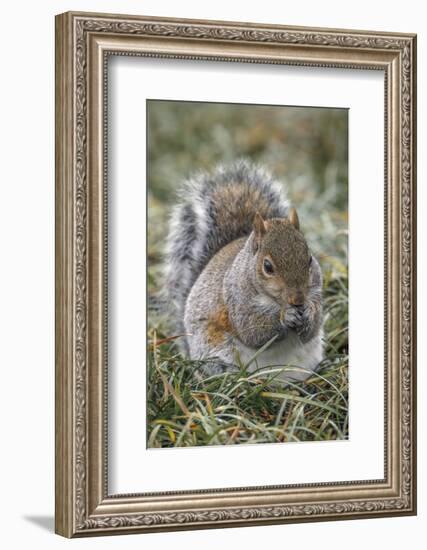 Eastern gray squirrel, Kentucky-Adam Jones-Framed Photographic Print