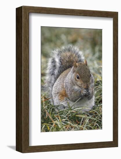Eastern gray squirrel, Kentucky-Adam Jones-Framed Photographic Print