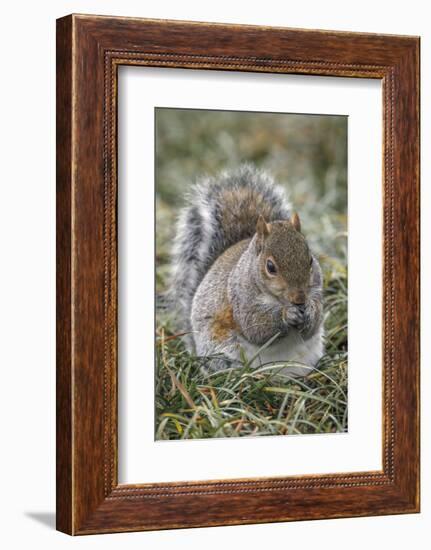 Eastern gray squirrel, Kentucky-Adam Jones-Framed Photographic Print