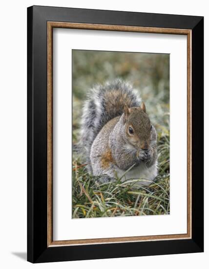 Eastern gray squirrel, Kentucky-Adam Jones-Framed Photographic Print