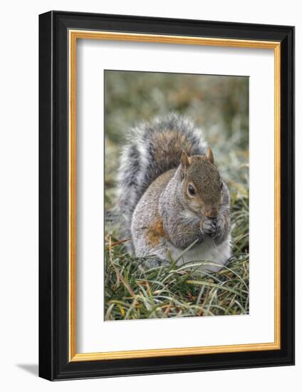 Eastern gray squirrel, Kentucky-Adam Jones-Framed Photographic Print