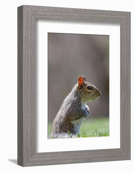 Eastern gray squirrel, Kentucky-Adam Jones-Framed Photographic Print