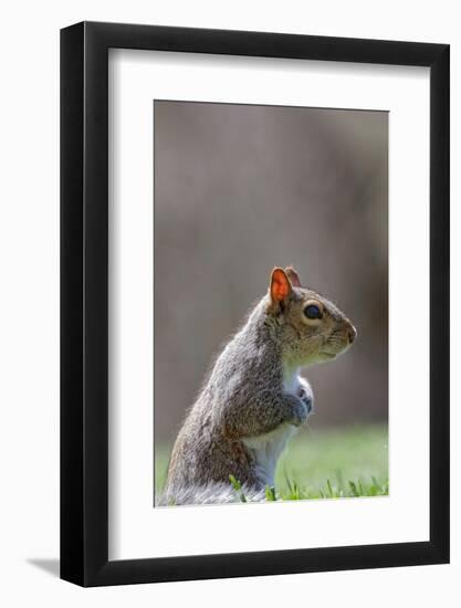 Eastern gray squirrel, Kentucky-Adam Jones-Framed Photographic Print