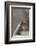 Eastern gray squirrel, Kentucky-Adam Jones-Framed Photographic Print