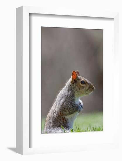 Eastern gray squirrel, Kentucky-Adam Jones-Framed Photographic Print